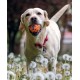 Bloom Pelota Naranja Azul