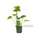 Calabacin Blanco M11