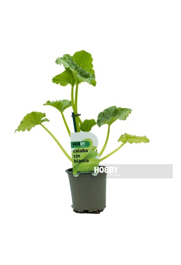 Calabacin Blanco M11