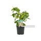 Tomate Cherry Corazon Naranja M13