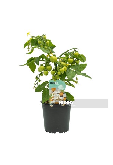 Tomate Cherry Corazon Naranja M13
