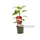 Pimiento Sweet Palermo Rojo M11