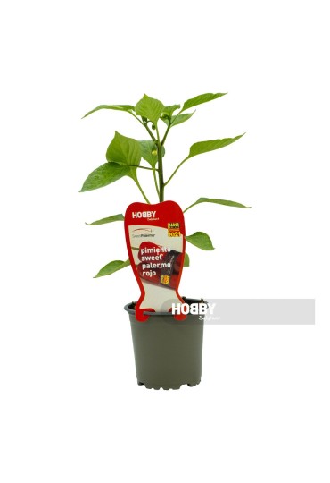 Pimiento Sweet Palermo Rojo M11