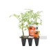 Tomate Rosa Beef Pack 6