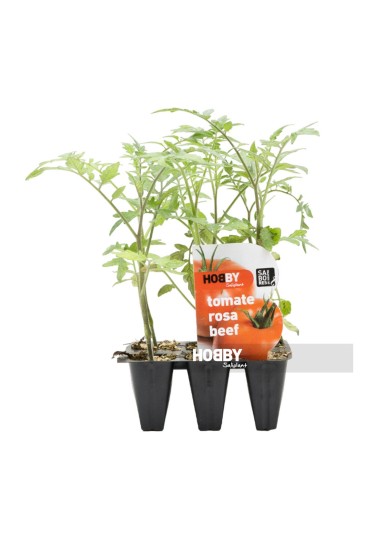 Tomate Rosa Beef Pack 6