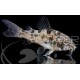 Corydora Paleatus Velo