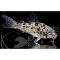 Corydora Paleatus Velo