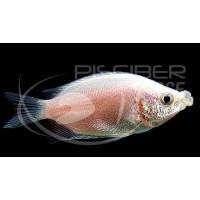 Gourami Besucon