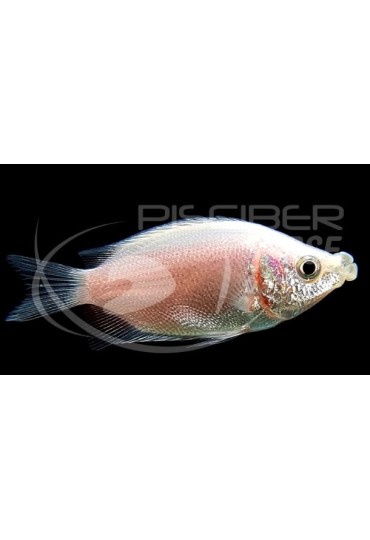 Gourami Besucon