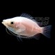 Gourami Besucon