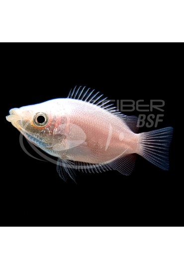 Gourami Besucon