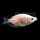 Gourami Besucon