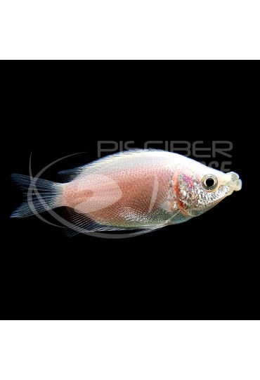 Gourami Besucon