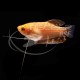 Gourami Oro Xxl
