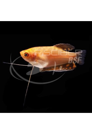 Gourami Oro Xxl