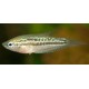 Gourami Pigmeo