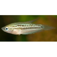 Gourami Pigmeo