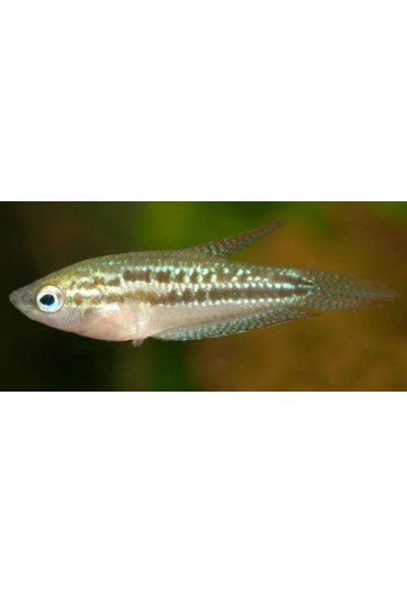 Gourami Pigmeo