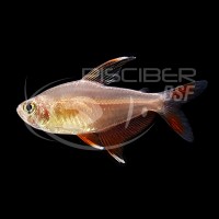 Hyphessobrycon Bentosi