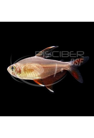 Hyphessobrycon Bentosi