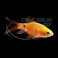 Puntius Conchonius Super Red
