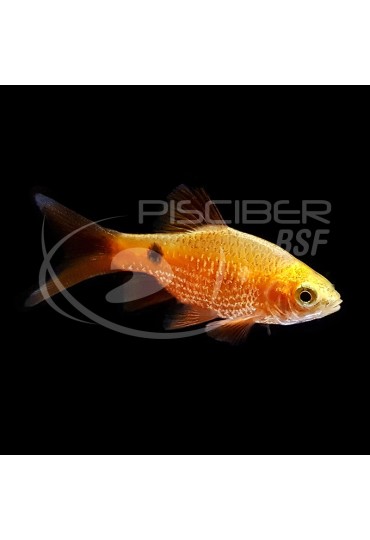 Puntius Conchonius Super Red