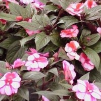 Impatiens Hawkeri M13