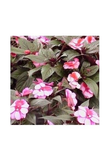 Impatiens Hawkeri M13
