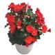Begonia Hiemalis M 13