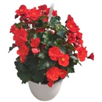 Begonia Hiemalis M 13