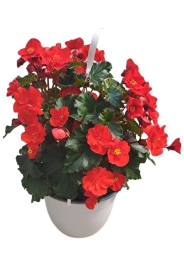 Begonia Hiemalis M 13