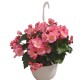 Begonia Hiemalis M 13