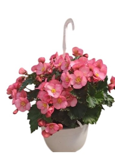Begonia Hiemalis M 13