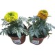Tagete Erecta M 10,5/11