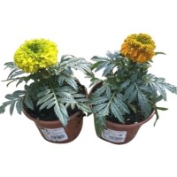 Tagete Erecta M 10,5/11