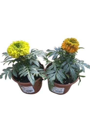 Tagete Erecta M 10,5/11
