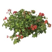Geranio Colgante  M-13/14 (Pelargonium Hedera)