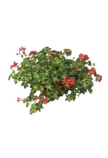 Geranio Colgante  M-13/14 (Pelargonium Hedera)
