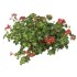 Geranio Colgante  M-13/14 (Pelargonium Hedera)