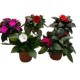 Impatiens Sunpatiens M13