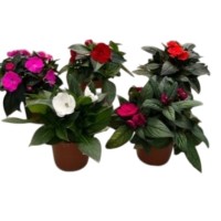 Impatiens Sunpatiens M13