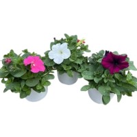 Petunia Hybrida M10.5