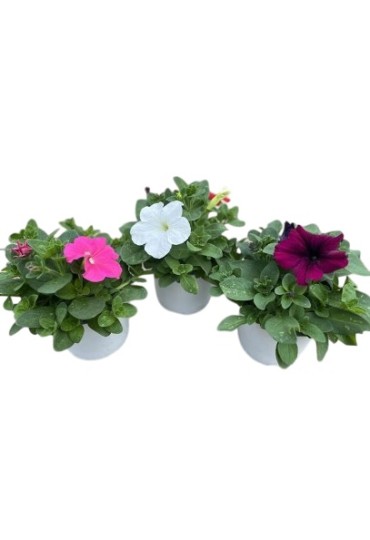 Petunia Hybrida M10.5