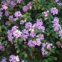 Lantana Montevidensis M13