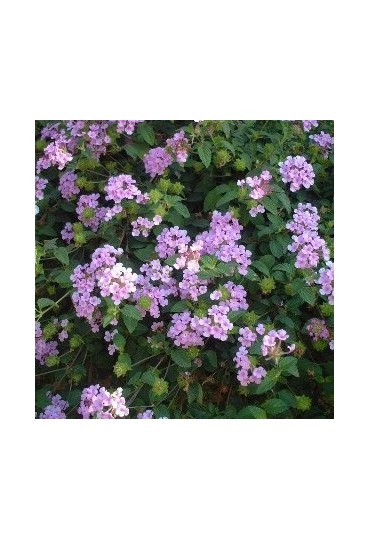 Lantana Montevidensis M13