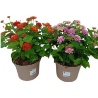 Lantana Camara M13