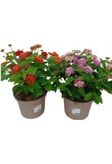 Lantana Camara M13