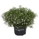 Gypsophila Muralis M13