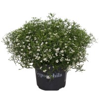 Gypsophila Muralis M13
