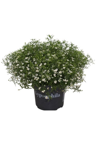 Gypsophila Muralis M13
